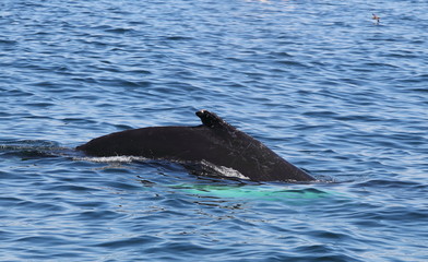 Fototapeta premium animal