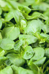 Lamb's lettuce background