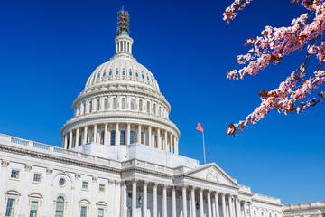 US Capitol over blue sky with blooming cherry on foreground