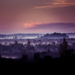 A beautiful, artistic, colorful morning landscape of a North European swamp