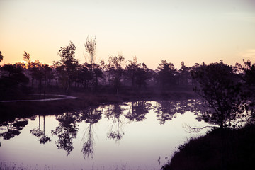 A beautiful, artistic, colorful morning landscape of a North European swamp