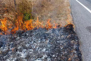 Forest Fire,Wild fire burning tree in red and orange color Roadside