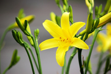 Yellow lilies in the garden. Colored background.