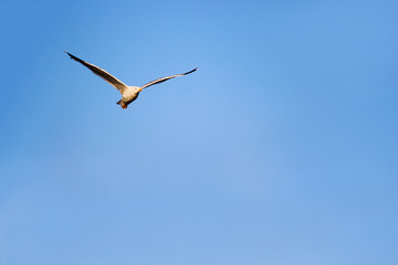 Flying seagul in clear sky