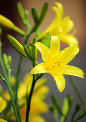 Yellow lilies in the garden. Colored background.