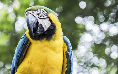 Blue and yellow macaw