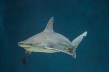 Grey shark on blue background