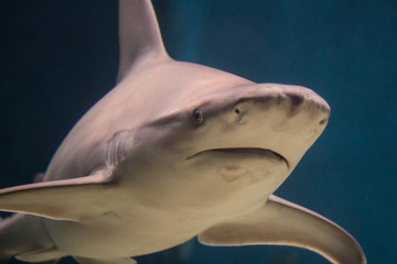 Closeup of a grey shark on blue background