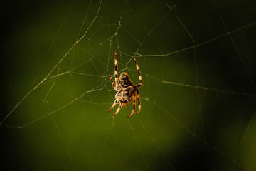 Spider and web on green background