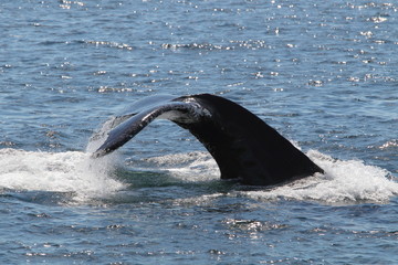 Obraz premium animal