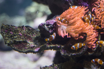 Red and Black Anemonefishes in aquarium