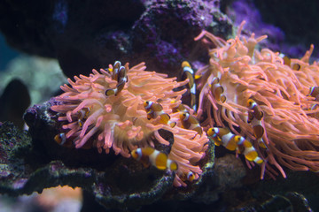 Red and Black Anemonefishes in aquarium
