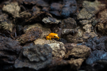Poison yellow frog of amazon rain forest