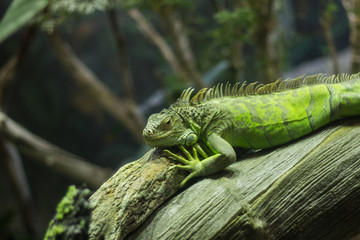 Green Iguana isolated on a tree