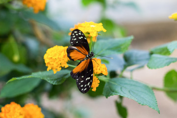 Black and yellow butterfly