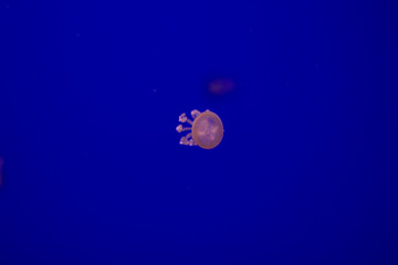 Jellyfish isolated in aquarium