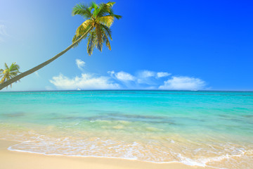 Caribbean sea and palms.