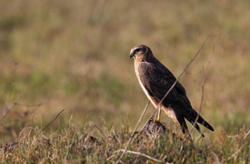 animal