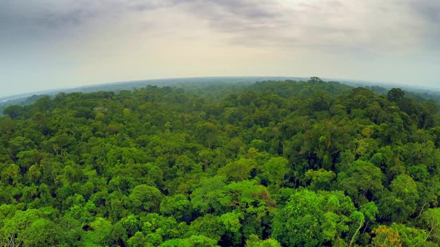 Aerial Shot Of Amazon Rainforest - Amazon 