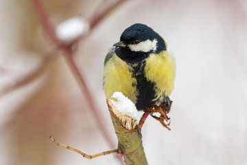 titmouse on a branch closeup
