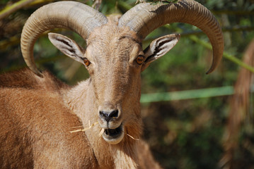 Moroccan mountain goat
