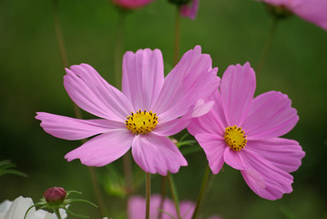 Obraz premium Cosmos rose à coeur jaune en été au jardin