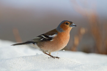 animal
