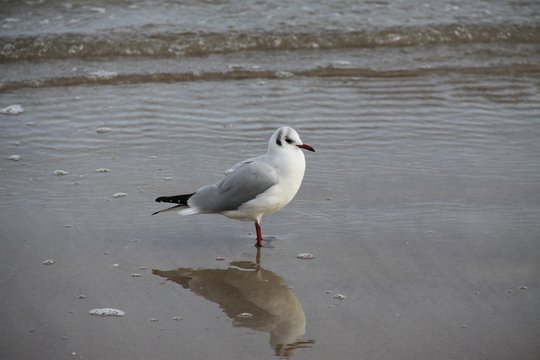 Seagull in the Baltic Sea 