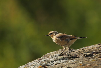 animal