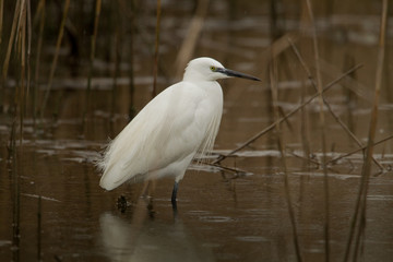 animal