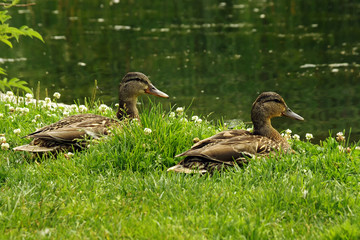 Two Ducks by Pond