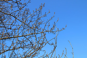 Spring. Branches of a tree with buds against the blue sky in a sunny warm day.