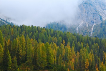 Misty pine forest on the hillside at Dolomites
