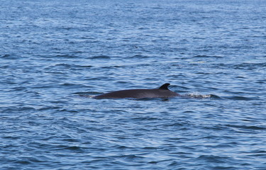 Naklejka premium animal