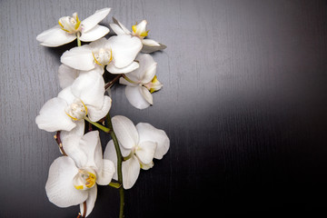 Fototapeta na wymiar The branch of white orchids on the background shokolladnom 