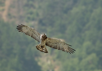 animal
