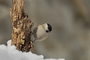 animal