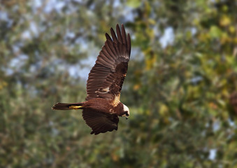 animal