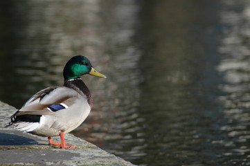 Obraz premium Grünkopf. Ente im Park
