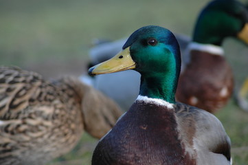 Grünkopf. Ente im Park