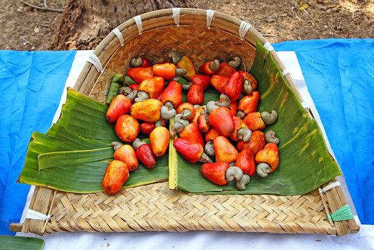 Harvested ripe cashew nuts with apple, anacardium occidentale, collected in traditional cane tray in Goa, India. Cashew seeds used in recipes. Cashew apple pulp is distilled into the liquor, feni.