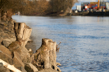 Stump in the near of a river