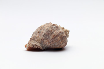 Old sea shell on a white background.