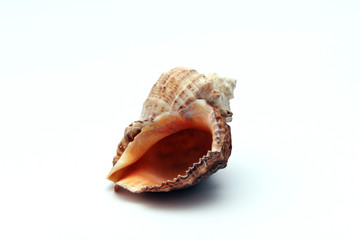 Old sea shell on a white background.