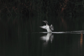 Fototapeta premium animal