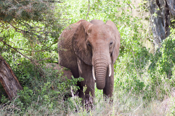 Fototapeta na wymiar Young elephant walking in the savanna