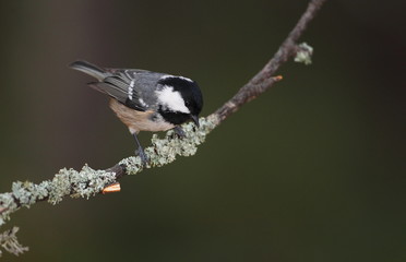 animal
