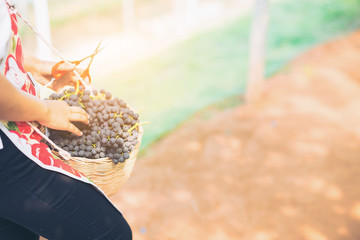 Care vineyards, grapes