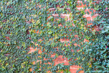 Plant ivy on the wall