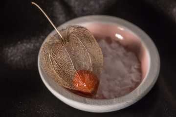Skeleton of Bladder Cherry with Fruit inside